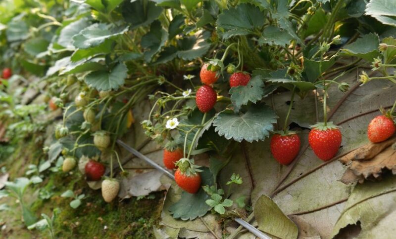 You are currently viewing Is a Strawberry a Fruit or Vegetable? The Surprising Answer