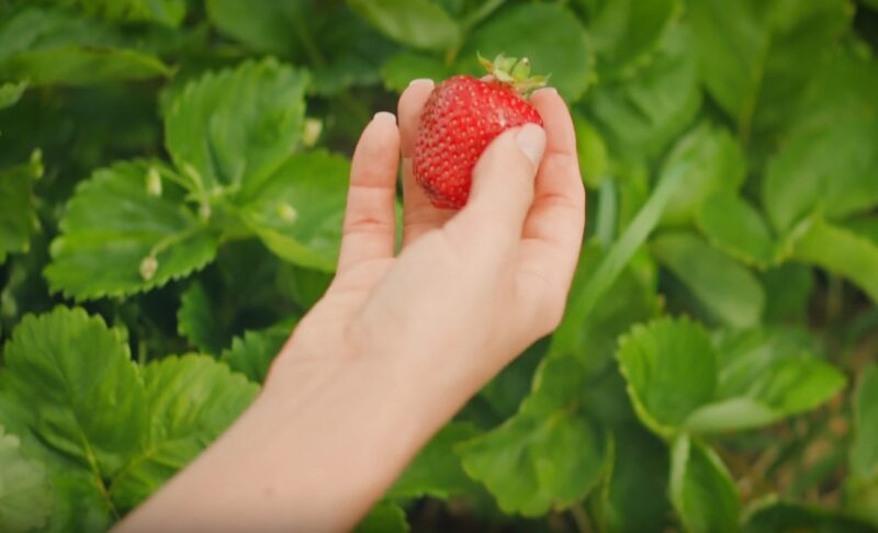 Strawberry fruit or vegetable